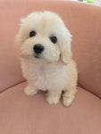 똥강아지 김해강아지분양 고양이분양