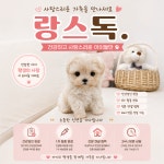 랑스독 강아지분양센터