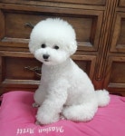 더이쁘개
