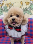 더이쁘개