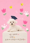 애견유치원 우다다멍 부천