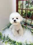 그루머제인