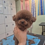 지아애견샵