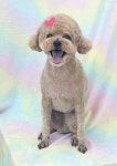 똘똘하개
