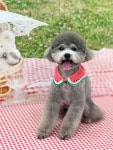 몽시어