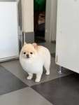 강아지야애견샵