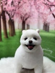 강아지야애견샵