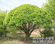 일송농원