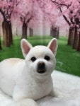 강아지야애견샵