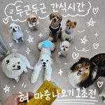개와 집사의 시간 애견유치원&애견호텔 일산점