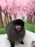 강아지야애견샵