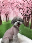 강아지야애견샵
