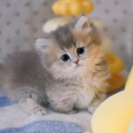 과천고양이 도레미캣