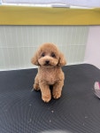 뽀송댕 애견미용