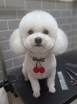 도로시퍼피