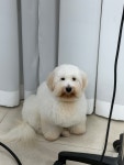 청주 강아지 분양 리몽드 퍼피 켄넬