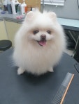 애견샾