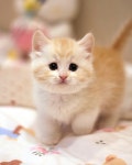 과천고양이 도레미캣