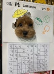 독특하개