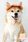 댕이샤워
