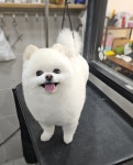 호나펫