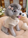 강아지숲 Pet