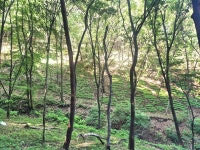 깊은산속 산애산삼