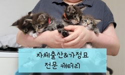 대구고양이분양 도레미캣