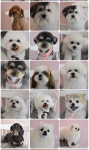 펫살롱 노아