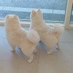 댕댕이모