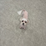 체리쉬몽