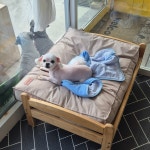 체리쉬몽