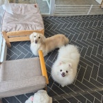 체리쉬몽