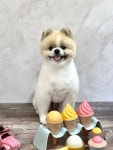 펫살롱 토비몰리