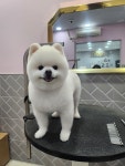초읍애견샵송이랑사랑이