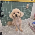 체리쉬몽