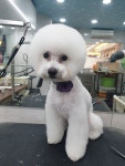 초읍애견샵송이랑사랑이