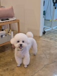 바둑이쌀롱