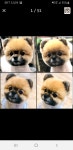 초읍애견샵송이랑사랑이