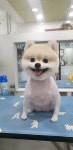 초읍애견샵송이랑사랑이