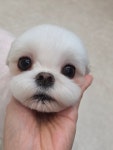한결강아지미용실