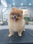 초읍애견샵송이랑사랑이