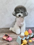 펫살롱 토비몰리