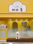 마이독