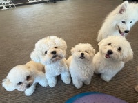 메종드로이 애견카페&유치원&호텔