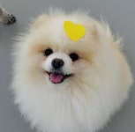 딩동댕치원