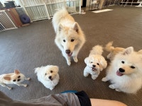메종드로이 애견카페&유치원&호텔