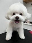 두부네 펫살롱