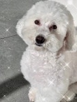 한강펫살롱