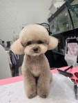 미묘하개